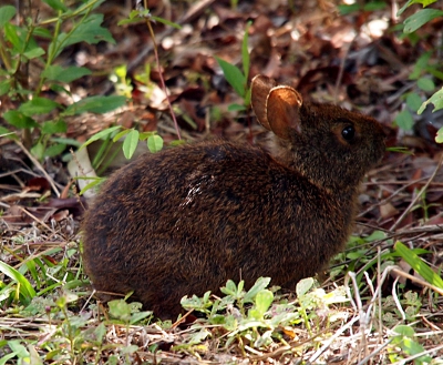 [Short-eared brown and black furred rabbit sitting among greenery.]